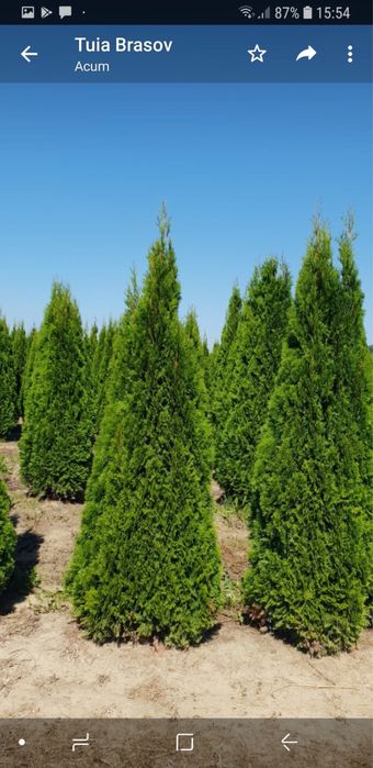 Tuia smarald/Leylandi