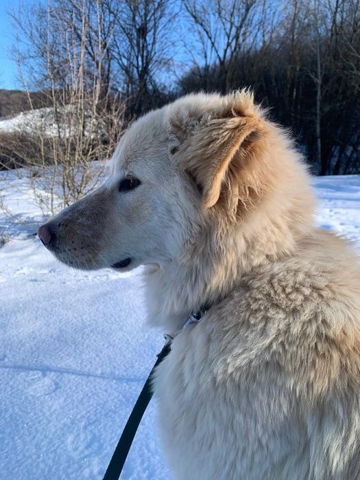 Donez femela caine ciobanesc alb