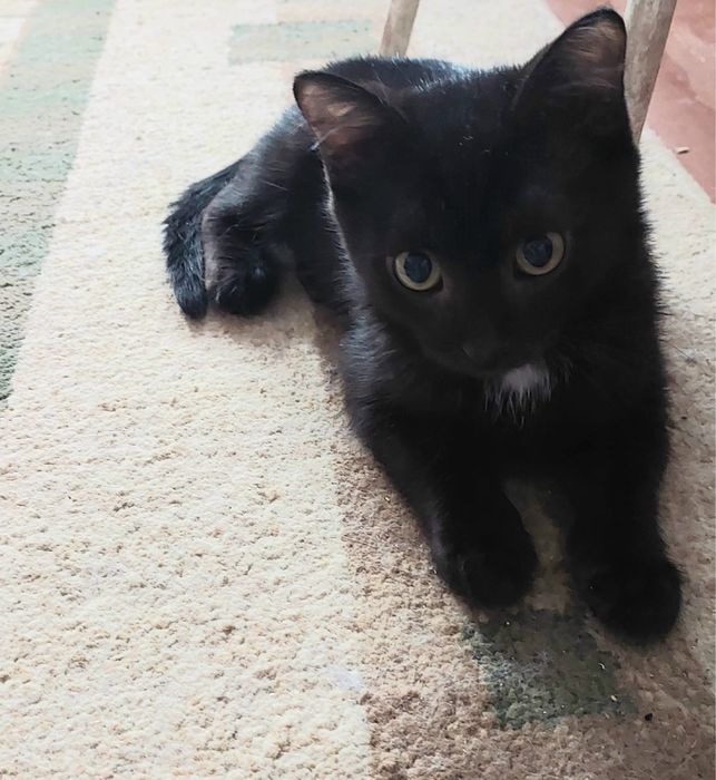 Отдам котят мальчиков!!!