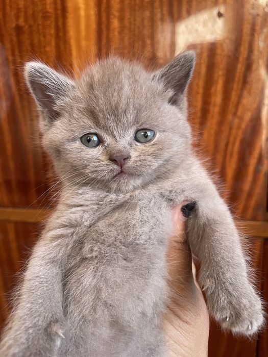 mushukchala sotiladi! scotish fold,strayt