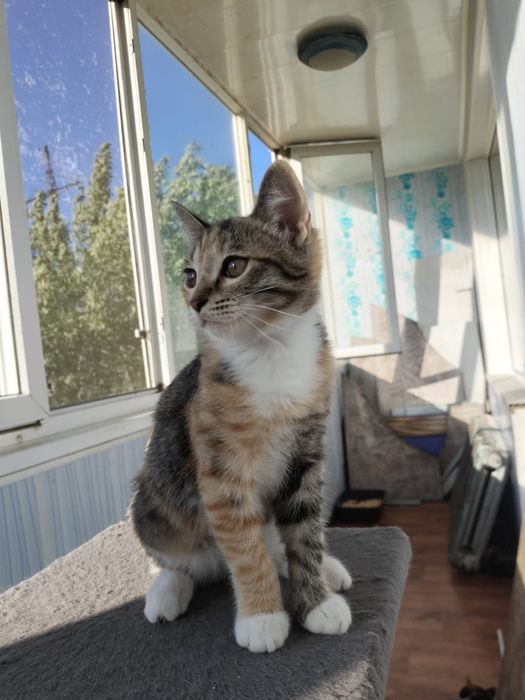отдам котят в добрые руки!!!