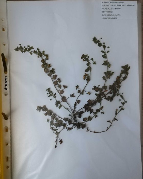 Plante pentru ierbar