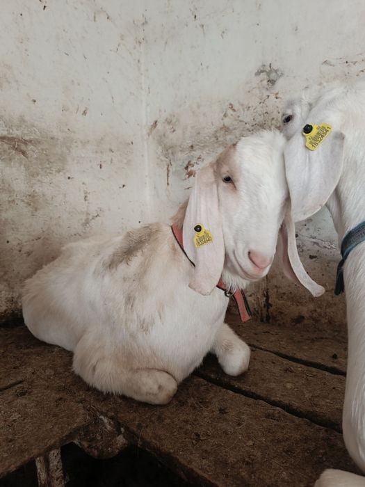 Козочка камори продаеться