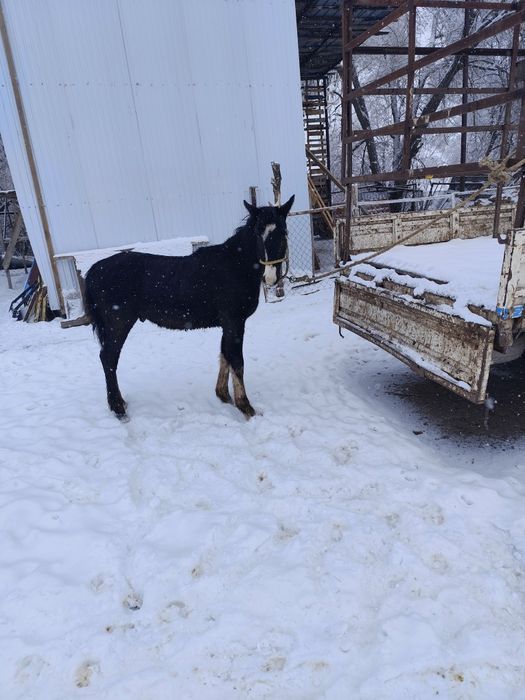 Еркек таи сатылады