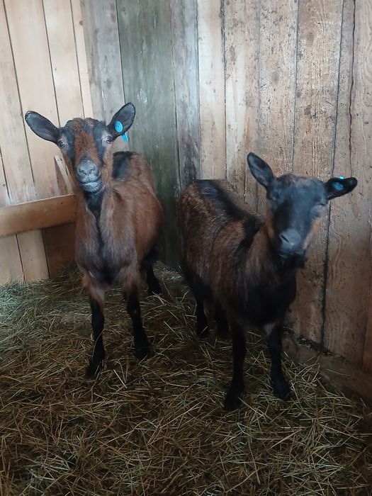 Capre alpina franceza