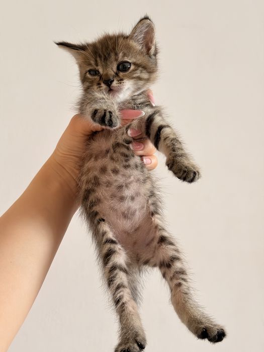 Отдаем котят