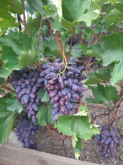 Саженцы винограда
