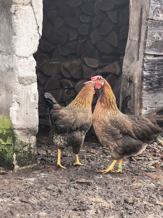 Vând găini italiene originale