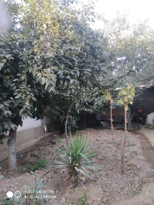 Hovli sotiladi srochna