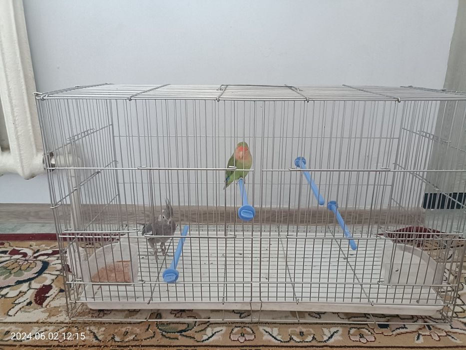 каскеленде 2 Птица