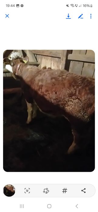 Vând vitea   baltata