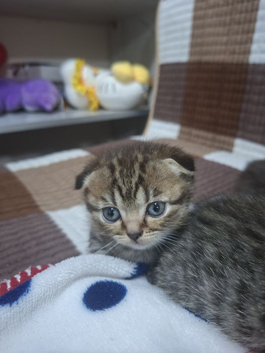 Продеются веслоухие котята