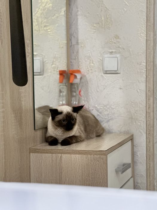 Сиамская  кошка