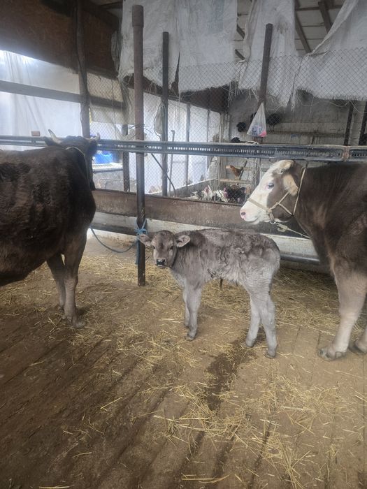 Бұзаулы сиыр сатылады