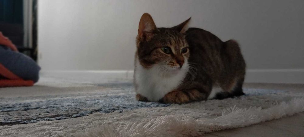 Отдадим в хорошие руки