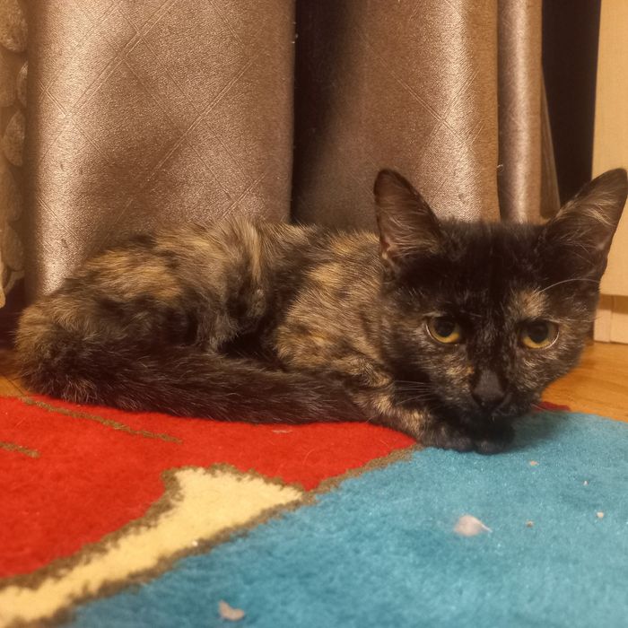 Отдам котенка девочку