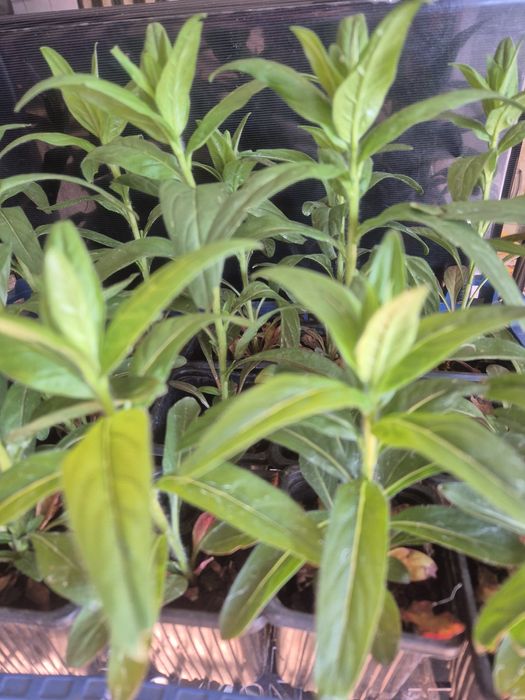 Жълта  Йонотера в саксии