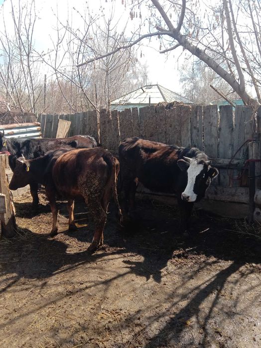 Продам первотелок.. 3 головы