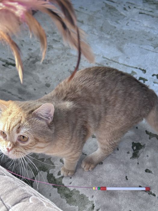 Для чистой вязки кот скоттиш страйт