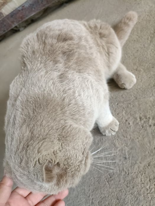 Scottish Fold  erkak