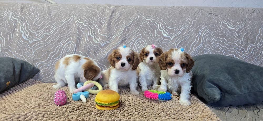 Замечательные щенки Кавалер Кинг Чарльз Спаниель