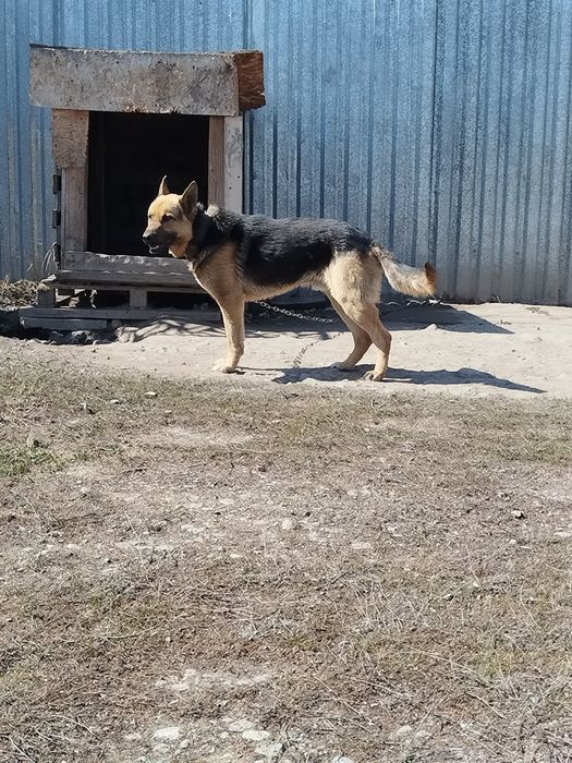 Авшарка 2годик кабель