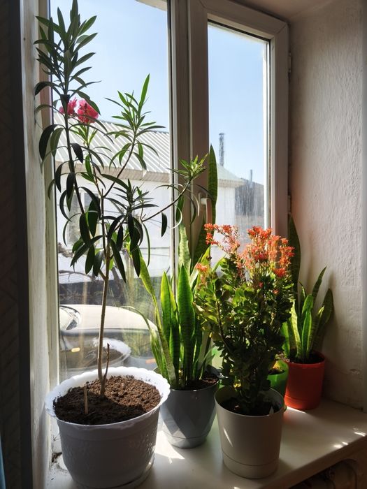 Цветы отдаю дешево