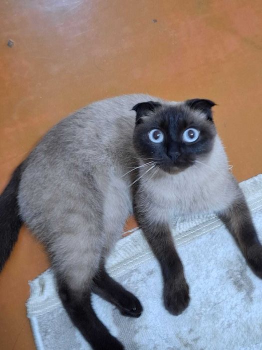 Кошка сиамская вислоухая