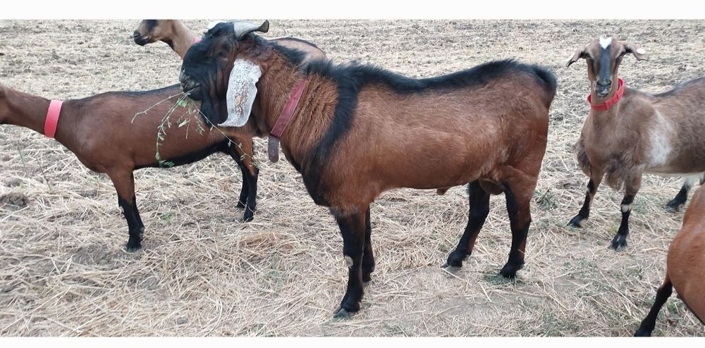 Vând tap anglonubian tânăr