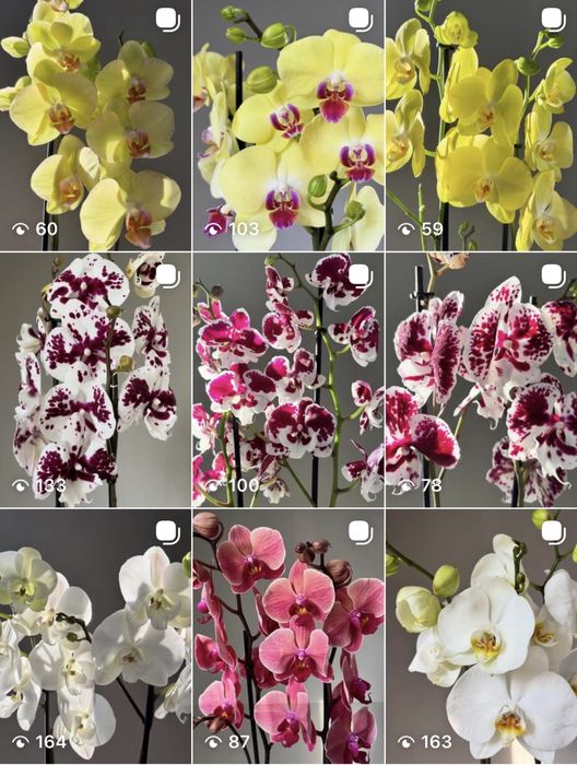 Орхидеи 70 см! На 8 марта! Нидерланды