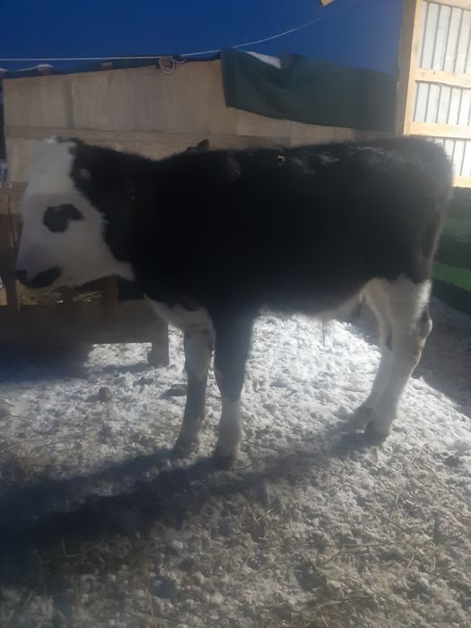 Продам теленка бычка