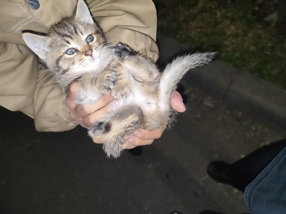 Кот привитый не болеет