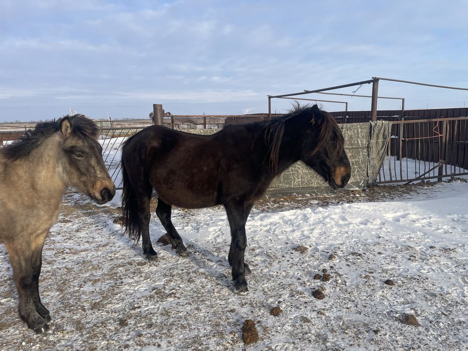 Жылкы, байтал, бие, тай 3.1млн