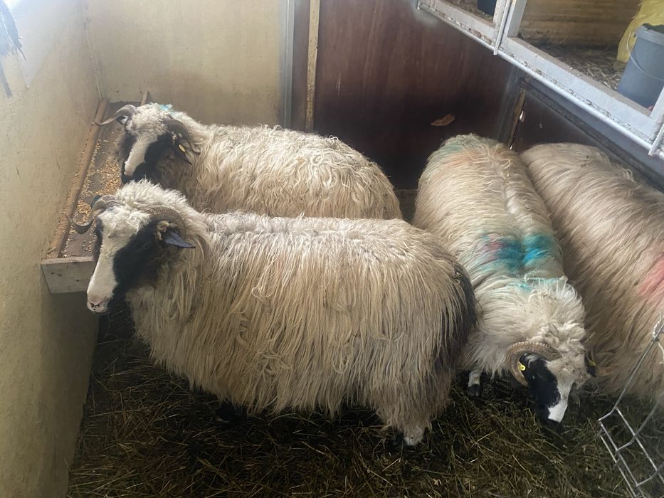 Miori turcana breaza