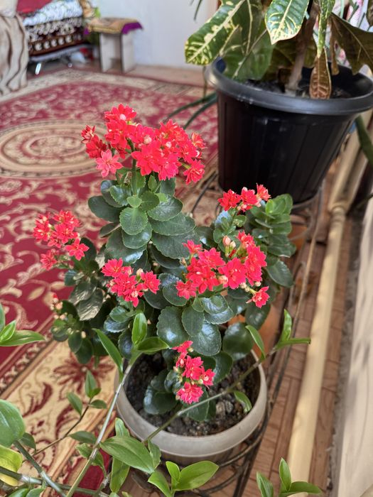 Домашние цветы, Үй гүлдері,гул