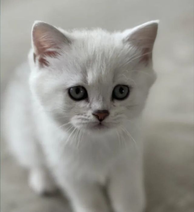 Британские шиншиллы серебро