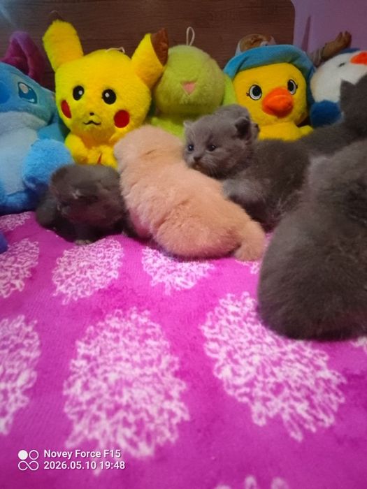 Preiuim mushukchalar sotiladi

Scottish Fold — oppoq yoqi