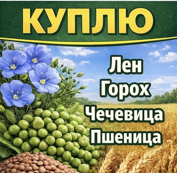 Закупаем пшеницу