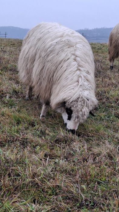 De vânzare 2 oi bune
