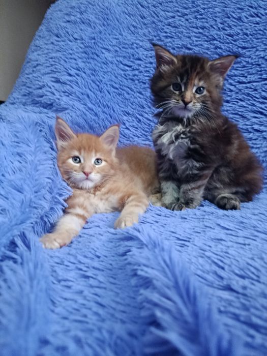 Мейн-куна котята