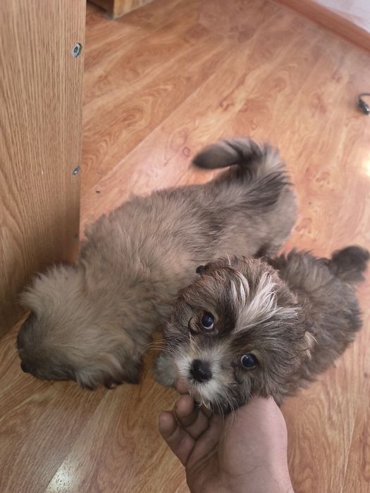 Metis shi-tzu 5 masculi