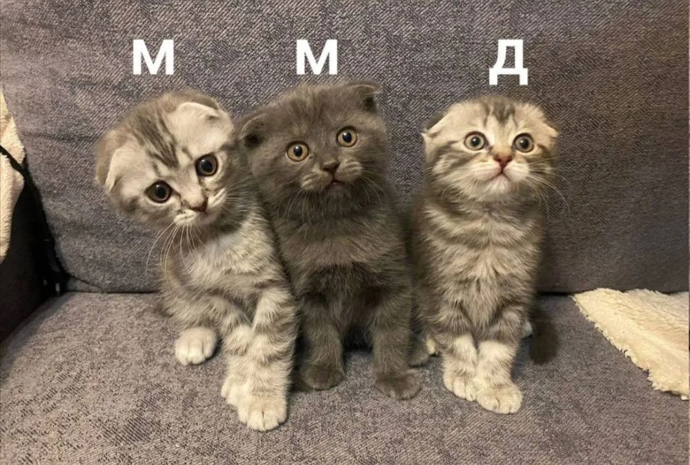 Вислоухие котята