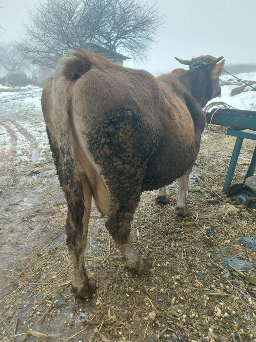 Vând vacă gestantă