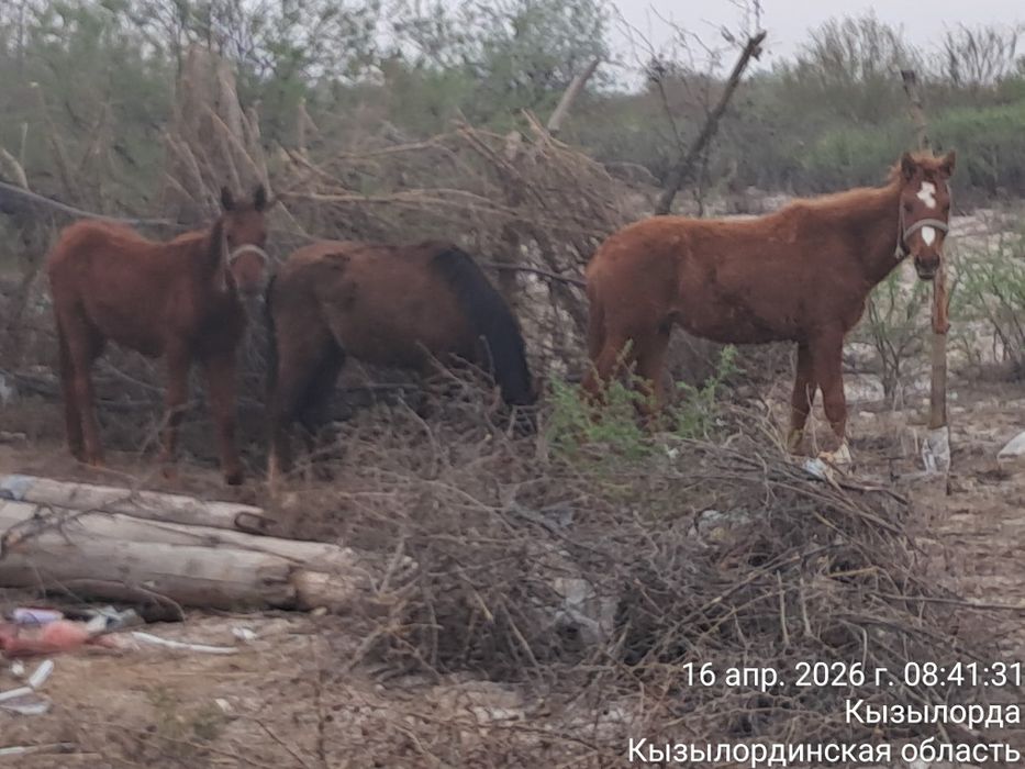 Продам коров с телятами