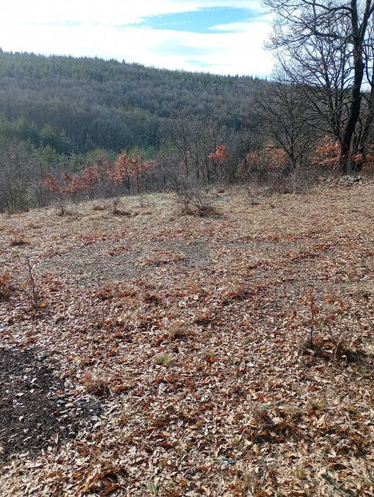 Имот в с.Дреново