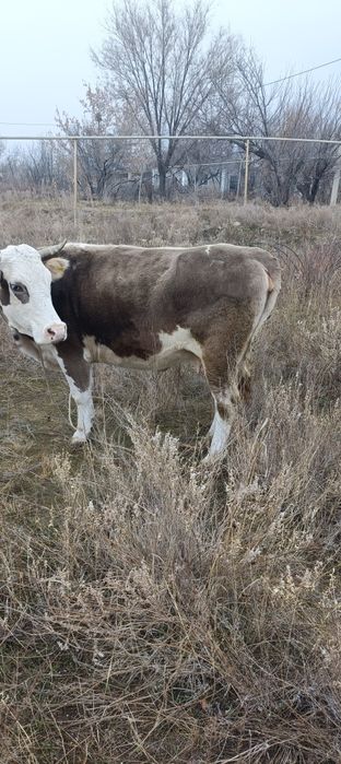 Ту сиырлар (коровы)