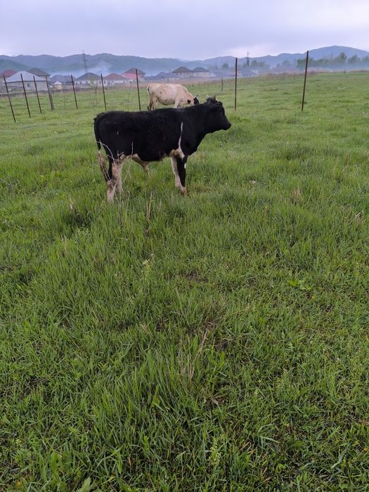 1 жасар еркек бұқа сатылады