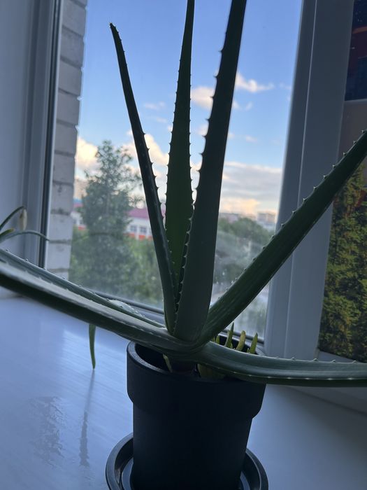 Продам алоэ вера, для лечения