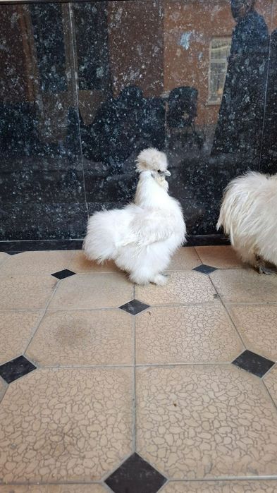 Шолк хўроз тўвуқ сотилади