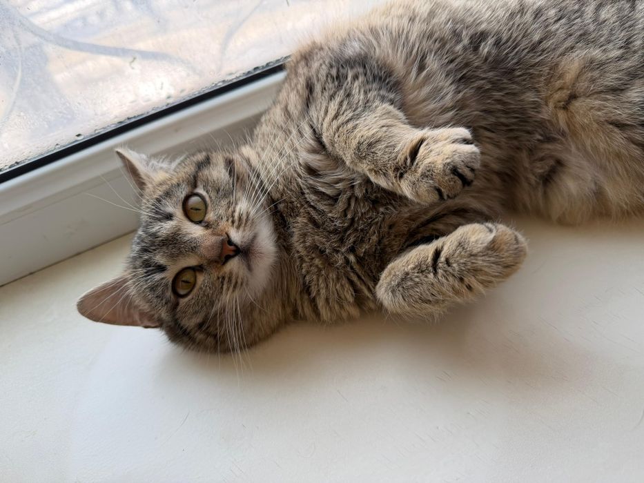 Ищем хозяев для кошечки